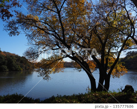 大阪 山田池公園の紅葉 大阪 山田池公園の紅葉 135777686