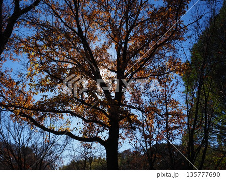 大阪 山田池公園の紅葉 大阪 山田池公園の紅葉 135777690