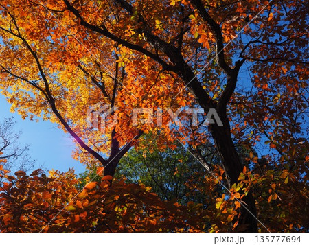 大阪 山田池公園の紅葉 大阪 山田池公園の紅葉 135777694