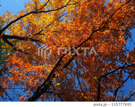 大阪　山田池公園の紅葉 135777695