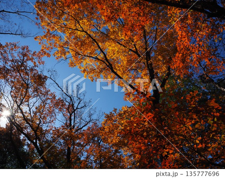 大阪 山田池公園の紅葉 大阪 山田池公園の紅葉 135777696