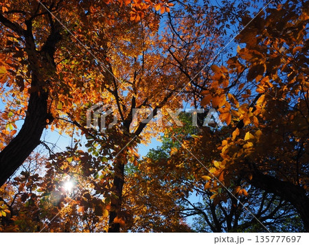 大阪　山田池公園の紅葉 135777697