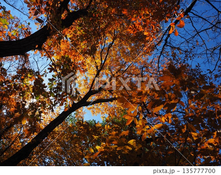 大阪 山田池公園の紅葉 大阪 山田池公園の紅葉 135777700