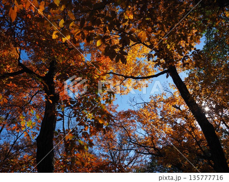 大阪　山田池公園の紅葉 135777716