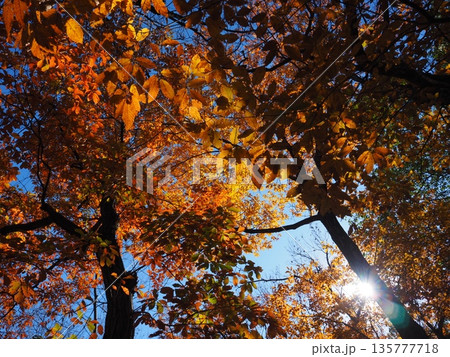 大阪 山田池公園の紅葉 大阪 山田池公園の紅葉 135777718
