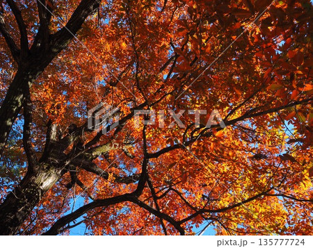 大阪 山田池公園の紅葉 大阪 山田池公園の紅葉 135777724