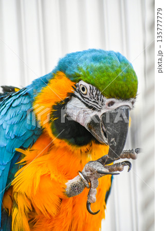 ルリコンゴウインコ ルリコンゴウインコ 135777779