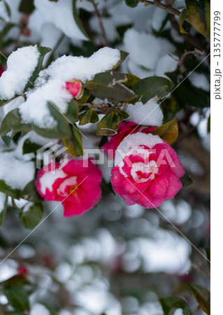 雪をまとう山茶花 135777799