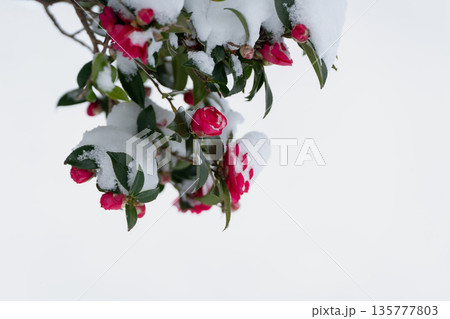 雪をまとう山茶花 135777803