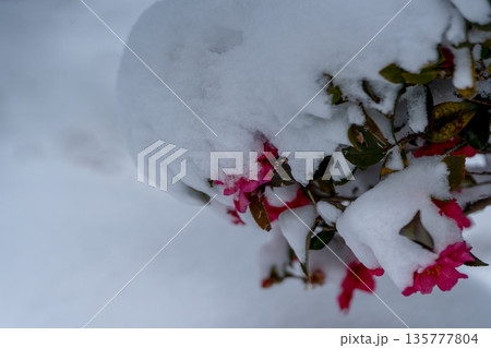 雪をまとう山茶花 雪をまとう山茶花 135777804