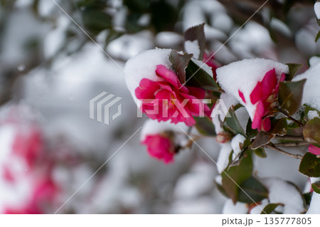 雪をまとう山茶花 135777805