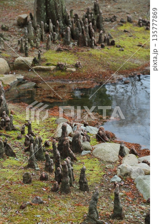 ラクウショウの気根 135777869