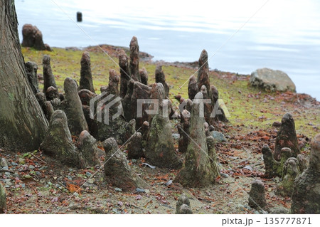 ラクウショウの気根 ラクウショウの気根 135777871