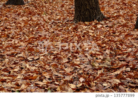落ち葉の絨毯 135777899