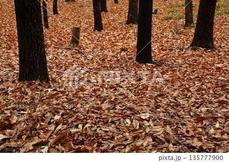 落ち葉の絨毯 135777900