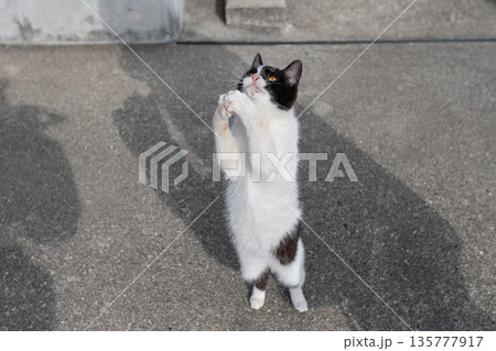 立ち上がる猫 立ち上がる猫 135777917