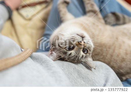 飼い主の上でくつろぐ可愛い猫 シャムトラ猫 飼い主の上でくつろぐ可愛い猫 シャムトラ猫 135777922