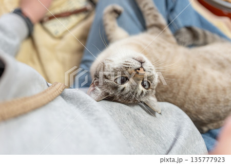 飼い主の上でくつろぐ可愛い猫 シャムトラ猫 飼い主の上でくつろぐ可愛い猫 シャムトラ猫 135777923