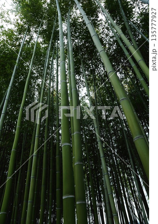 昆陽池公園の竹林 135777927