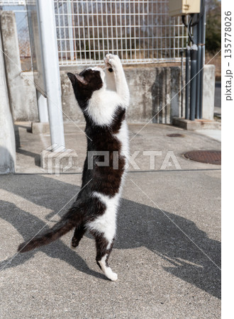 立ち上がる猫 立ち上がる猫 135778026