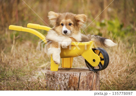 Fluffy Corgi puppy sitting in a yellow garden wheelbarrow on a tree stump. Fluffy Corgi puppy sitting in a yellow garden wheelbarrow on a tree stump. 135778097