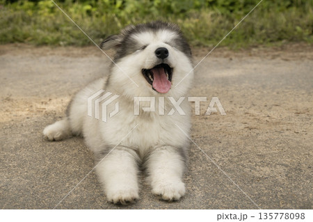 Cute Alaskan Malamute puppy yawning while lying on the ground. Puppy smiling 135778098