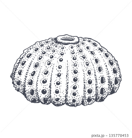 Sea urchin shell black and white vector illustration. Realistic black and white shell illustration for ocean reef nautical designs, aquarium fish products and diving brochures Sea urchin shell black and white vector illustration. Realistic black and white shell illustration for ocean reef nautical designs, aquarium fish products and diving brochures 135778453