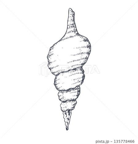 Black and white seashell vector illustration in detailed realistic style. Hand drawn coastal clipart. Summer tropical sea shell graphic print for vacation ink designs Black and white seashell vector illustration in detailed realistic style. Hand drawn coastal clipart. Summer tropical sea shell graphic print for vacation ink designs 135778466
