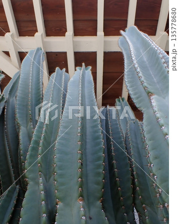 柱サボテン　トゲ 135778680