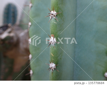 柱サボテン　トゲ 135778684
