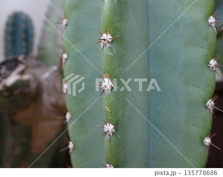 柱サボテン トゲ 柱サボテン トゲ 135778686