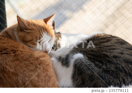 窓辺でくつろぐ二匹の猫 135779111