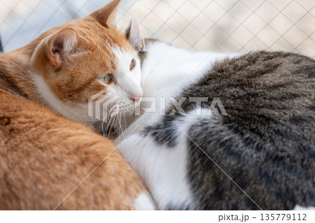 窓辺でくつろぐ二匹の猫 窓辺でくつろぐ二匹の猫 135779112