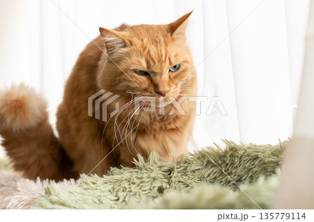 窓辺でくつろぐ可愛い猫 茶トラ猫 窓辺でくつろぐ可愛い猫 茶トラ猫 135779114