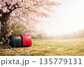 ランドセルと桜 135779131