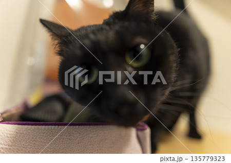 黒猫 黒猫 135779323