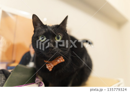 黒猫 135779324