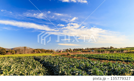 青空と緑の畑と広大なキャベツ畑 135779327