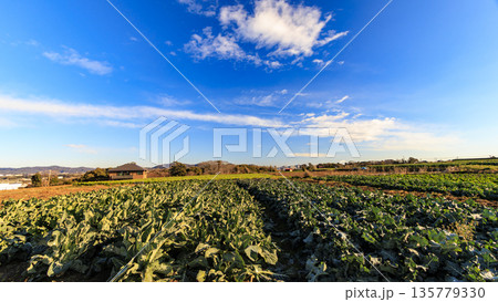 青空と緑の畑と広大なキャベツ畑 青空と緑の畑と広大なキャベツ畑 135779330