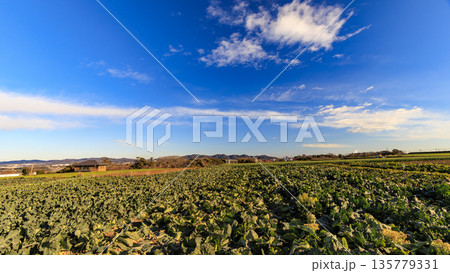 青空と緑の畑と広大なキャベツ畑 135779331