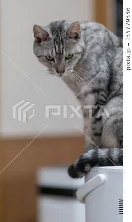 見つめる猫　サバトラ猫 135779336