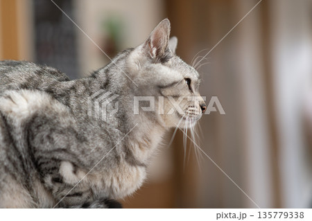 見つめる猫 サバトラ猫 見つめる猫 サバトラ猫 135779338