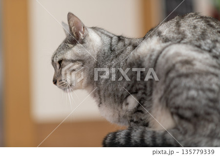 見つめる猫 サバトラ猫 見つめる猫 サバトラ猫 135779339