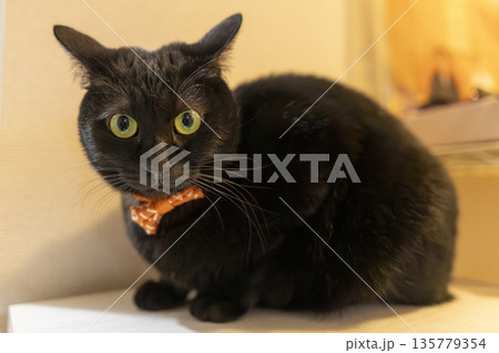 黒猫 黒猫 135779354