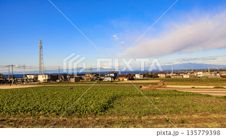 青空と緑の畑と広大なキャベツ畑 135779398