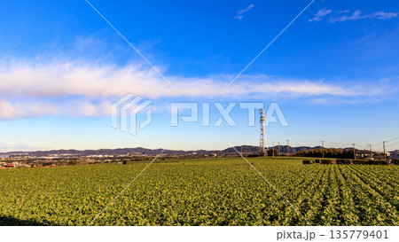 青空と緑の畑と広大なキャベツ畑 青空と緑の畑と広大なキャベツ畑 135779401