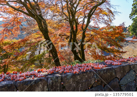 Minoh Park near osaka at autumn time 135779501