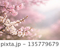 早春の梅と寒桜 135779679