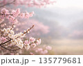 早春の梅と寒桜 135779681