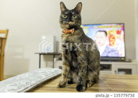 さび猫 135779738